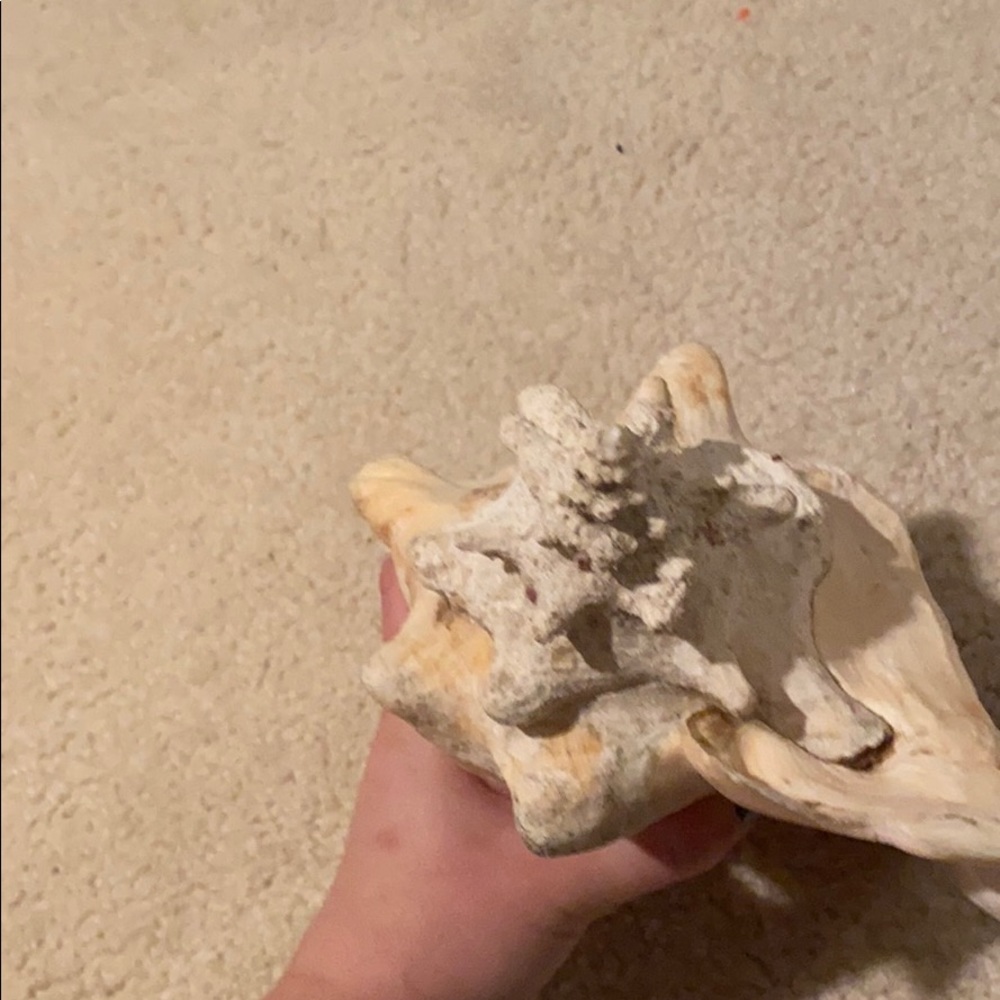 Shell - Picture 3 of 4